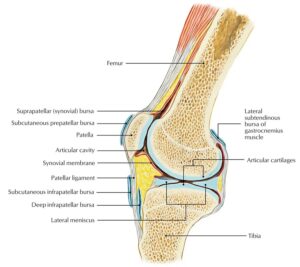 dystonion posterior knee bursa